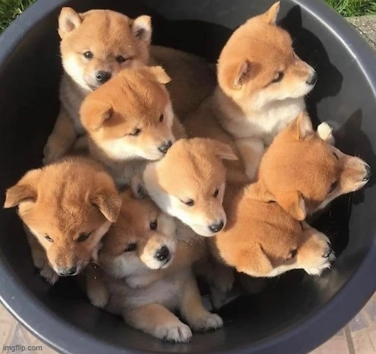 A bucket of shibas | image tagged in dogs,shiba | made w/ Imgflip meme maker