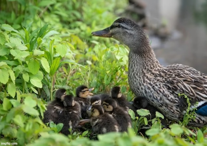 A cute duck family | image tagged in ducks,duckling,family | made w/ Imgflip meme maker