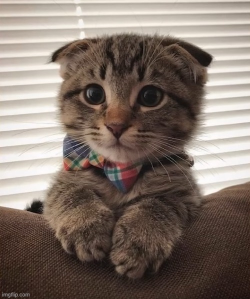 A boi with a bow | image tagged in cat,bow | made w/ Imgflip meme maker