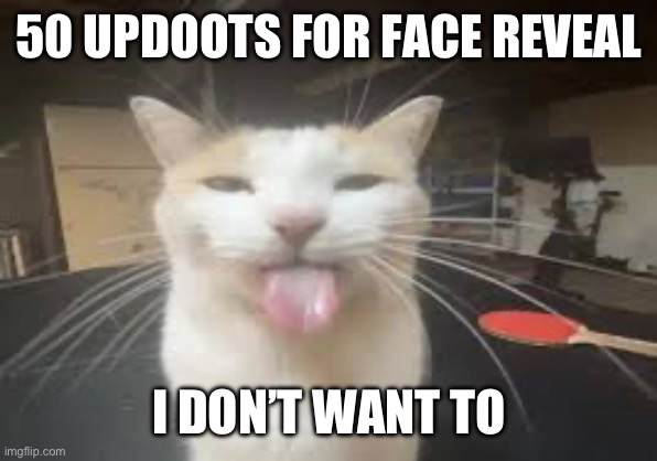 Cat | 50 UPDOOTS FOR FACE REVEAL; I DON’T WANT TO | image tagged in cat | made w/ Imgflip meme maker