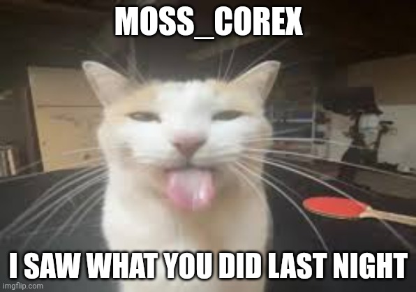 Idk | MOSS_COREX; I SAW WHAT YOU DID LAST NIGHT | image tagged in cat,idk,help me,crazy | made w/ Imgflip meme maker