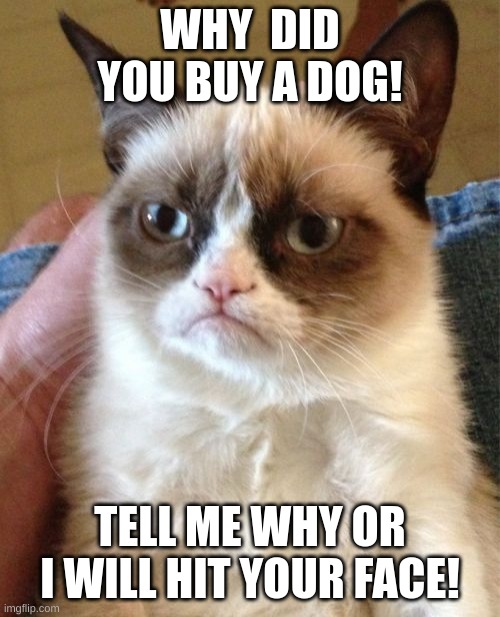 Grumpy Cat Meme | WHY  DID YOU BUY A DOG! TELL ME WHY OR I WILL HIT YOUR FACE! | image tagged in memes,grumpy cat | made w/ Imgflip meme maker