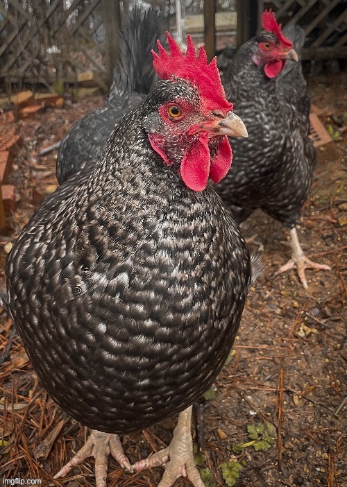 Rate my big cock | made w/ Imgflip meme maker