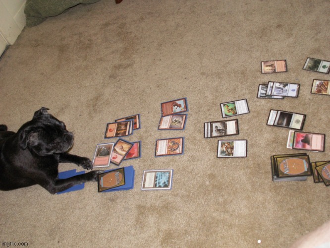 dog magic the gathering | image tagged in dog magic the gathering | made w/ Imgflip meme maker