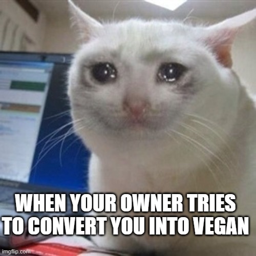 Please don't do that to your cat | WHEN YOUR OWNER TRIES TO CONVERT YOU INTO VEGAN | image tagged in crying cat,cats,vegan,pets | made w/ Imgflip meme maker