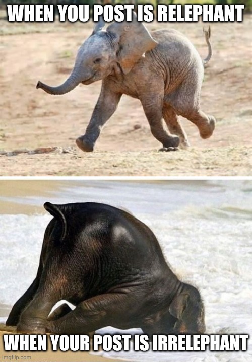 elephant | WHEN YOU POST IS RELEPHANT WHEN YOUR POST IS IRRELEPHANT | image tagged in elephant | made w/ Imgflip meme maker