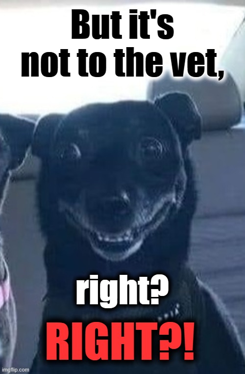 But it's not to the vet, right? RIGHT?! | made w/ Imgflip meme maker