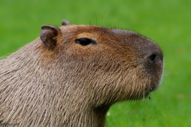 Anonymous Capybara | image tagged in anonymous capybara | made w/ Imgflip meme maker