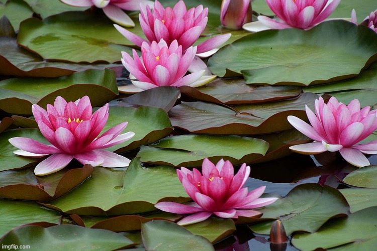 Lily pads | image tagged in lily pads | made w/ Imgflip meme maker