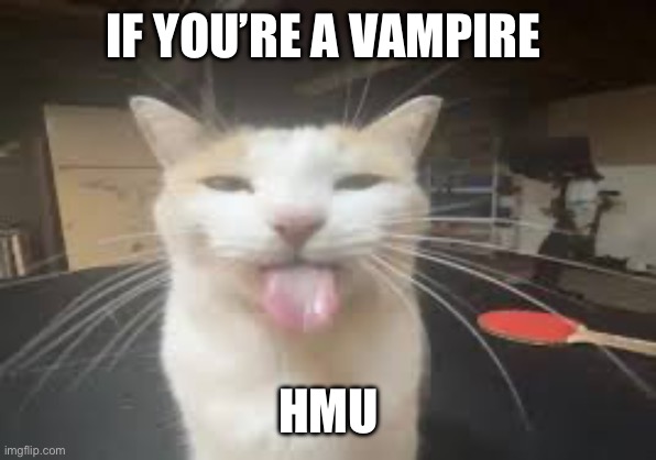 Cat | IF YOU’RE A VAMPIRE; HMU | image tagged in cat | made w/ Imgflip meme maker