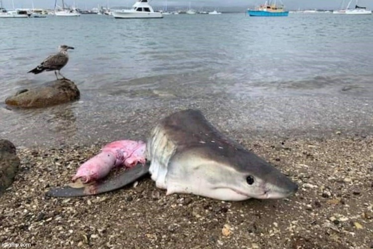 Dead shark | image tagged in dead shark | made w/ Imgflip meme maker