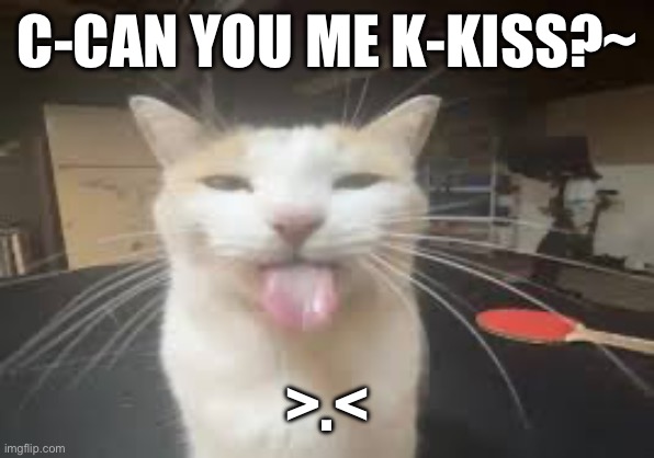 Cat | C-CAN YOU ME K-KISS?~; >.< | image tagged in cat | made w/ Imgflip meme maker