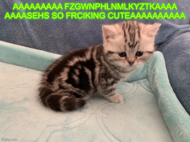 SHES SOO CUTE | AAAAAAAAA FZGWNPHLNMLKYZTKAAAA AAAASEHS SO FRCIKING CUTEAAAAAAAAAA | image tagged in cute cat,cats | made w/ Imgflip meme maker