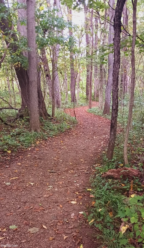 THIS PATH WILL LOOK AMAZING IN A COUPLE WEEKS | image tagged in trails,forest,woods | made w/ Imgflip meme maker