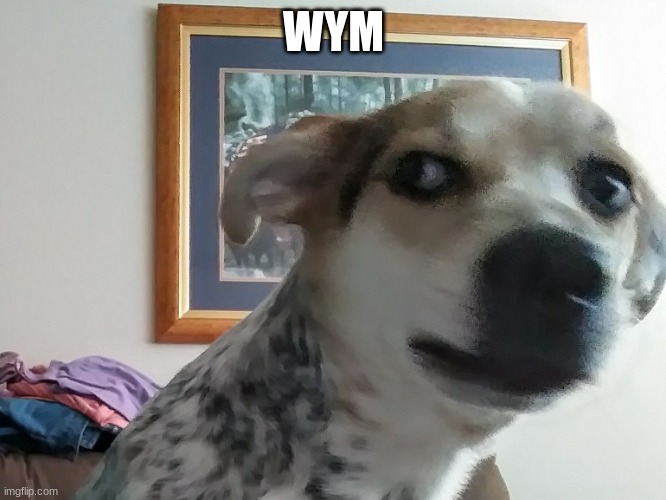 What you mean Dog | WYM | image tagged in what you mean dog | made w/ Imgflip meme maker