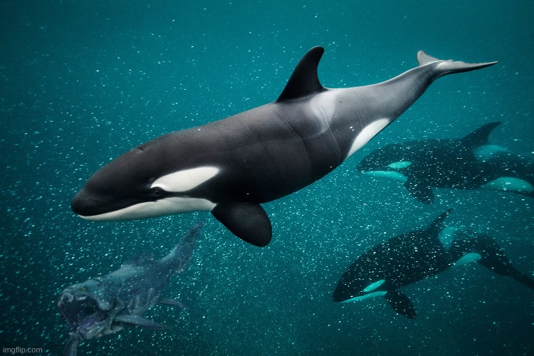 a pod of orcas on the hunt, bringing a friend along for the ride | made w/ Imgflip meme maker
