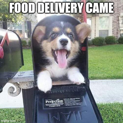 Cute doggo in mailbox | FOOD DELIVERY CAME | image tagged in cute doggo in mailbox | made w/ Imgflip meme maker