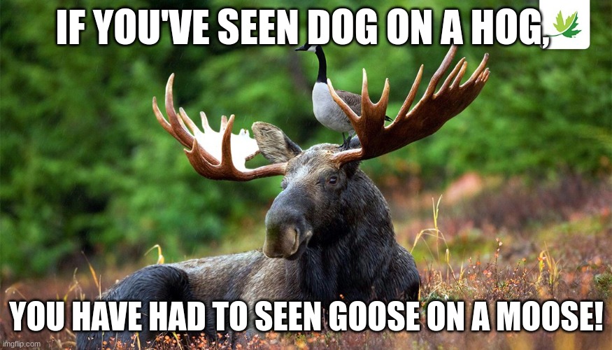 Goose on Moose | IF YOU'VE SEEN DOG ON A HOG, YOU HAVE HAD TO SEEN GOOSE ON A MOOSE! | image tagged in moose | made w/ Imgflip meme maker