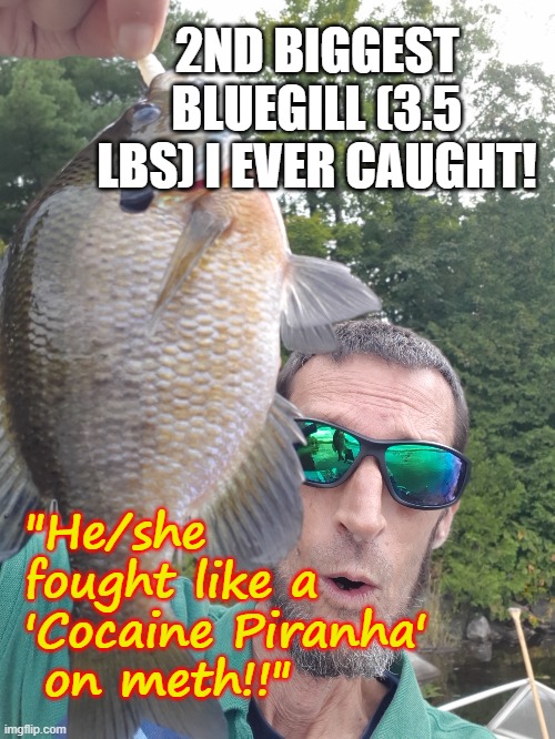 Bluegill Behemoth | 2ND BIGGEST BLUEGILL (3.5 LBS) I EVER CAUGHT! "He/she fought like a 'Cocaine Piranha'  on meth!!" | image tagged in bluegill,sunfish,satire,humor | made w/ Imgflip meme maker