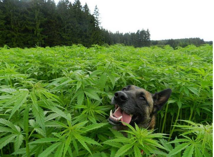 cool dog Blank Meme Template