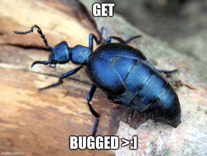 get bugged >:) | GET BUGGED >:] | image tagged in get bugged | made w/ Imgflip meme maker