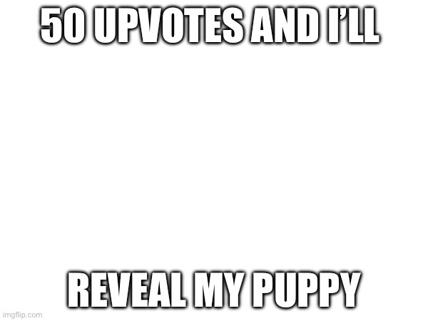 50 UPVOTES AND I’LL; REVEAL MY PUPPY | image tagged in dogs | made w/ Imgflip meme maker