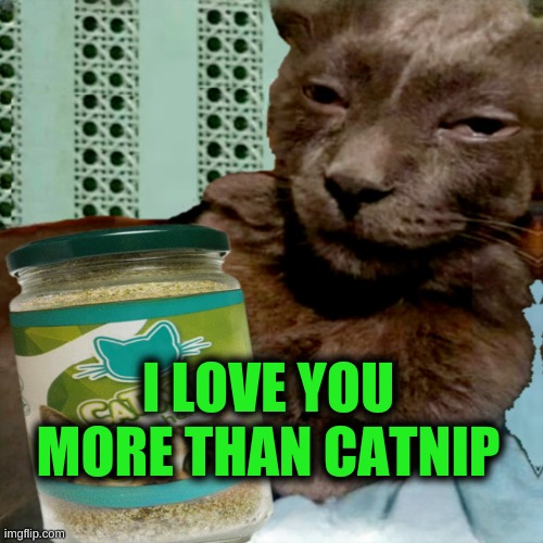 Shit Poster 4 Lyfe | I LOVE YOU MORE THAN CATNIP | image tagged in ship osta 4 lyfe,cats,i love you,catnip,true love,what if i told you | made w/ Imgflip meme maker