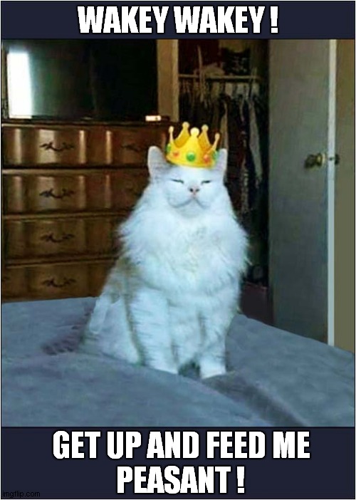 When You Treat Your Cat Like A King ! | WAKEY WAKEY ! GET UP AND FEED ME
PEASANT ! | image tagged in cats,king,crown,feed me | made w/ Imgflip meme maker