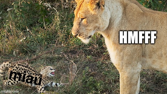 Lion and Serval Kitten | HMFFF miau | image tagged in lion and serval kitten | made w/ Imgflip meme maker