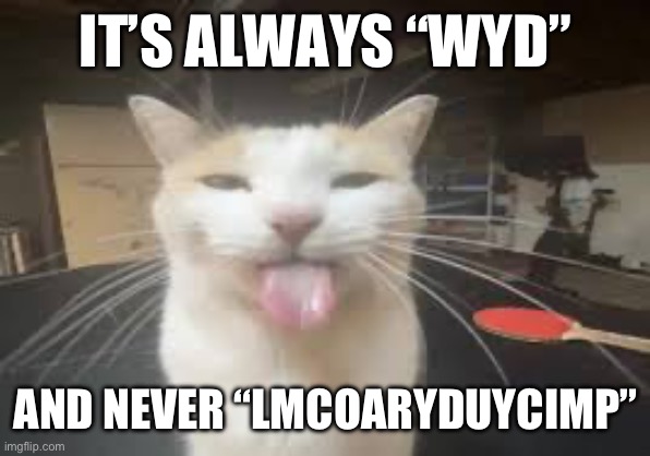 Cat | IT’S ALWAYS “WYD”; AND NEVER “LMCOARYDUYCIMP” | image tagged in cat | made w/ Imgflip meme maker