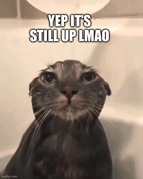 Wet cat | YEP IT’S STILL UP LMAO | image tagged in wet cat | made w/ Imgflip meme maker