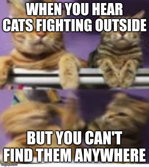 this meme was genrated by ai | WHEN YOU HEAR CATS FIGHTING OUTSIDE; BUT YOU CAN'T FIND THEM ANYWHERE | image tagged in cat rotex | made w/ Imgflip meme maker