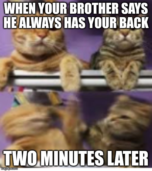 idk what im doing anymore | WHEN YOUR BROTHER SAYS HE ALWAYS HAS YOUR BACK; TWO MINUTES LATER | image tagged in cat rotex | made w/ Imgflip meme maker