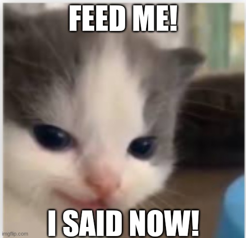 this cat is just like me | FEED ME! I SAID NOW! | image tagged in hangry | made w/ Imgflip meme maker