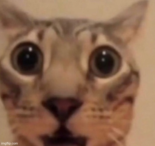 Surprised cat | image tagged in surprised cat | made w/ Imgflip meme maker