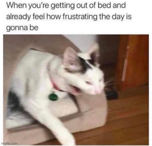 reaaaaahhahahaha | image tagged in cat,bed,out | made w/ Imgflip meme maker