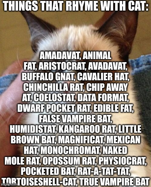 things that rhyme with cat (Pt: 4): | THINGS THAT RHYME WITH CAT:; AMADAVAT, ANIMAL FAT, ARISTOCRAT, AVADAVAT, BUFFALO GNAT, CAVALIER HAT, CHINCHILLA RAT, CHIP AWAY AT, COELOSTAT, DATA FORMAT, DWARF POCKET RAT, EDIBLE FAT, FALSE VAMPIRE BAT, HUMIDISTAT, KANGAROO RAT, LITTLE BROWN BAT, MAGNIFICAT, MEXICAN HAT, MONOCHROMAT, NAKED MOLE RAT, OPOSSUM RAT, PHYSIOCRAT, POCKETED BAT, RAT-A-TAT-TAT, TORTOISESHELL-CAT, TRUE VAMPIRE BAT | image tagged in memes,grumpy cat,part 4,cats,funni,rhymes | made w/ Imgflip meme maker