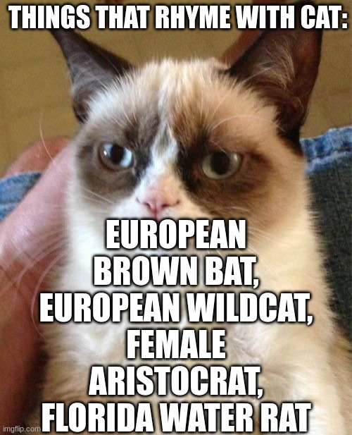 Things that rhyme with cat (Pt: 6): | EUROPEAN BROWN BAT, EUROPEAN WILDCAT, FEMALE ARISTOCRAT, FLORIDA WATER RAT; THINGS THAT RHYME WITH CAT: | image tagged in memes,grumpy cat,funni,cats,rhymes,part 6 | made w/ Imgflip meme maker