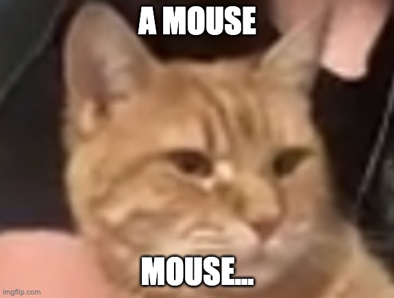 mouse... | A MOUSE; MOUSE... | image tagged in looking cat,mouse | made w/ Imgflip meme maker