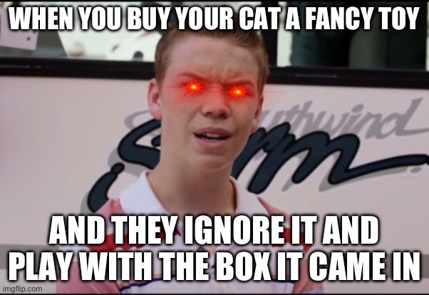 You Guys are Getting Paid | WHEN YOU BUY YOUR CAT A FANCY TOY; AND THEY IGNORE IT AND PLAY WITH THE BOX IT CAME IN | image tagged in cats,funny,box,toy,memes | made w/ Imgflip meme maker