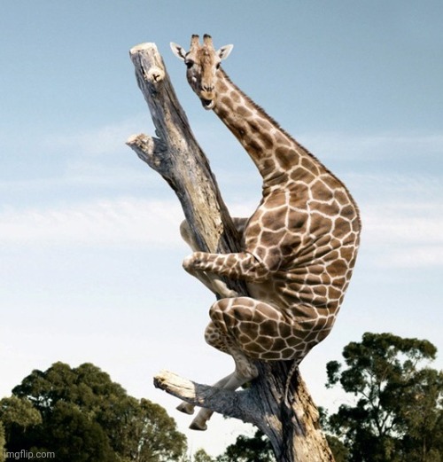 -giraffe- mentality>>>> | image tagged in giraffe in tree | made w/ Imgflip meme maker