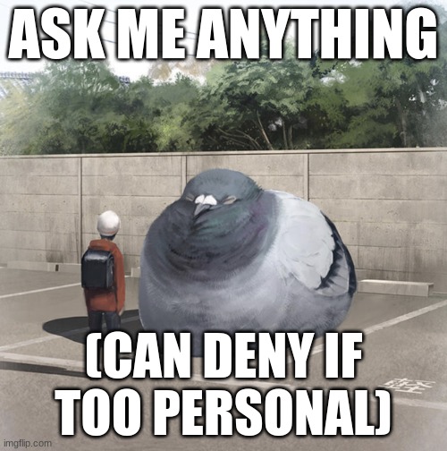 idc | ASK ME ANYTHING; (CAN DENY IF TOO PERSONAL) | image tagged in beeg birb | made w/ Imgflip meme maker