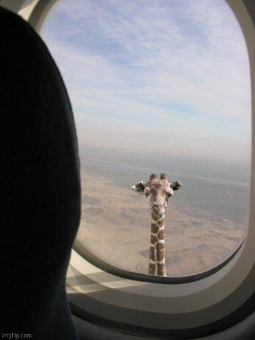 Giraffe shit | image tagged in giraffe shit | made w/ Imgflip meme maker