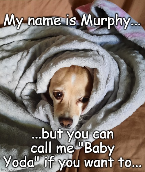 My name is... | My name is Murphy... ...but you can call me "Baby Yoda" if you want to... | image tagged in murphy,too cute,baby yoda | made w/ Imgflip meme maker