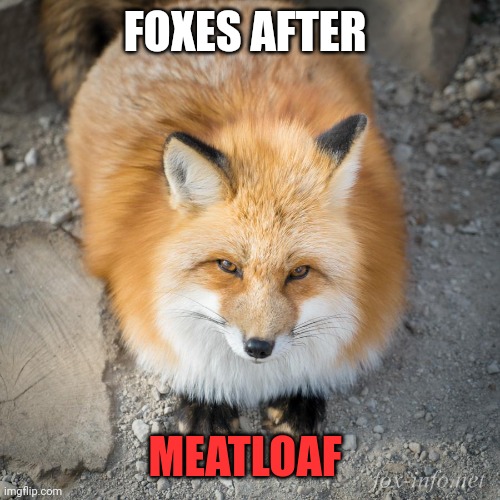 Fox facts | FOXES AFTER; MEATLOAF | image tagged in fox,facts,meatloaf,mondays | made w/ Imgflip meme maker