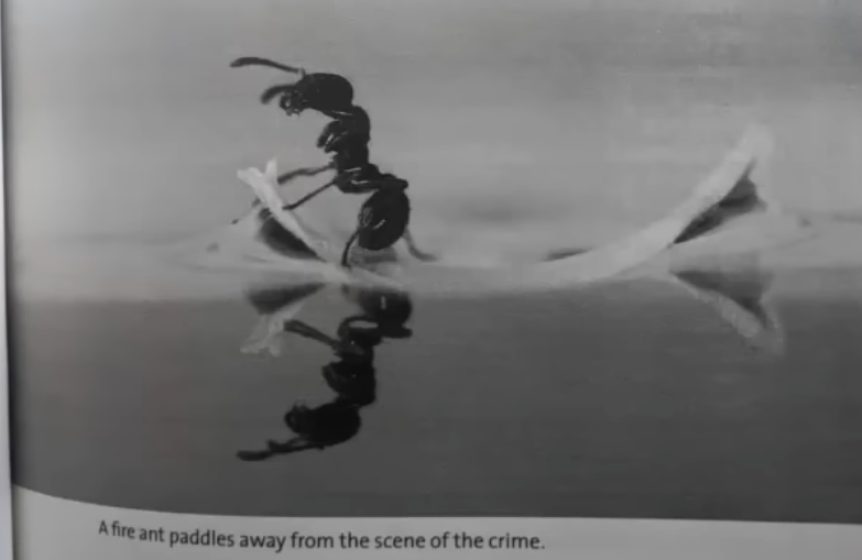 Paddling ant Blank Meme Template