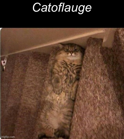 Find the cat | Catoflauge | image tagged in memes,cats | made w/ Imgflip meme maker