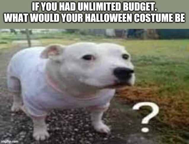 Comment below | IF YOU HAD UNLIMITED BUDGET. WHAT WOULD YOUR HALLOWEEN COSTUME BE | image tagged in dog question mark | made w/ Imgflip meme maker