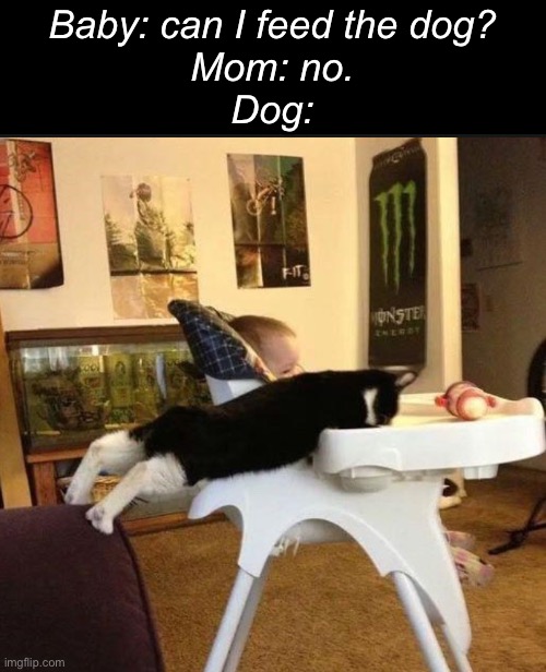 The dog needs food. | Baby: can I feed the dog?
Mom: no.
Dog: | image tagged in memes,dogs | made w/ Imgflip meme maker
