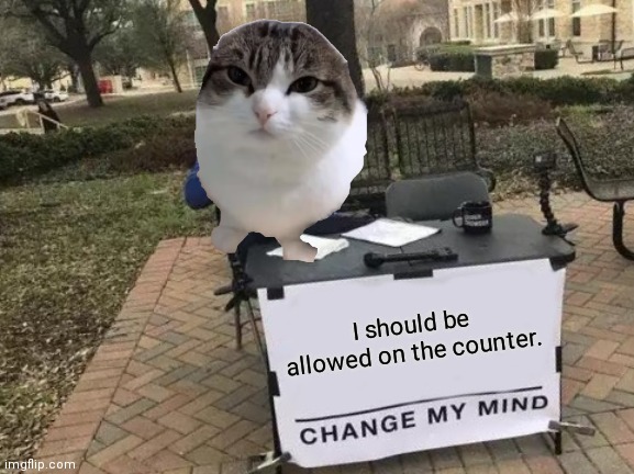 Cats debating be like: | I should be allowed on the counter. | image tagged in memes,change my mind,cats,cat,grumpy cat,counterstrike | made w/ Imgflip meme maker